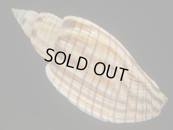 画像2: ハデスマキボラ(Callipara kurodai) 美品 (2)