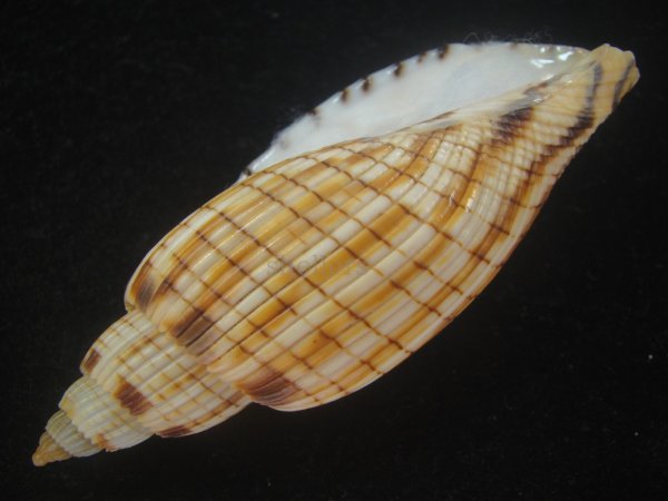 画像3: ハデスマキボラ(Callipara kurodai) 美品 (3)