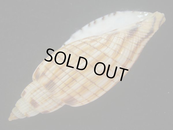 画像3: ハデスマキボラ(Callipara kurodai) 美品 (3)