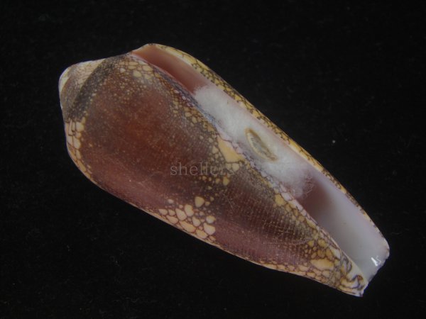 画像1: ナガアジロイモ(Conus magnificus) 老成　美品 (1)