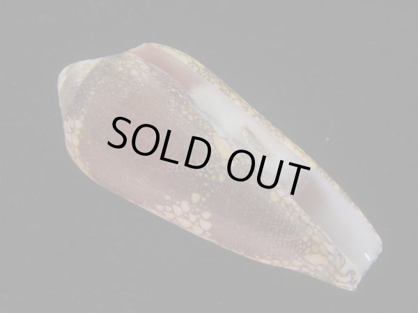 画像1: ナガアジロイモ(Conus magnificus) 老成　美品 (1)