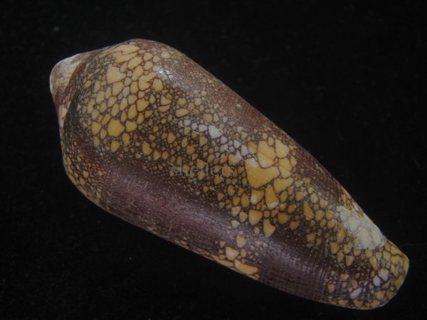 画像2: ナガアジロイモ(Conus magnificus) 老成　美品 (2)