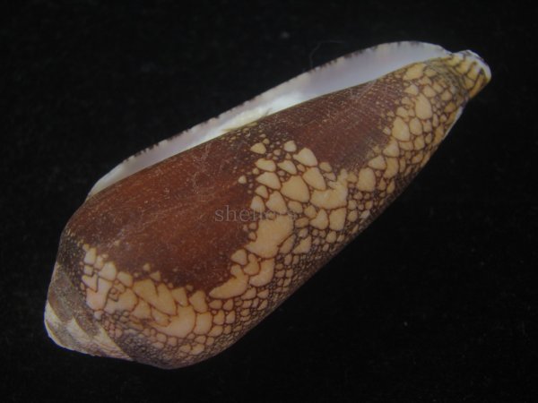 画像3: ナガアジロイモ(Conus magnificus) 老成　美品 (3)