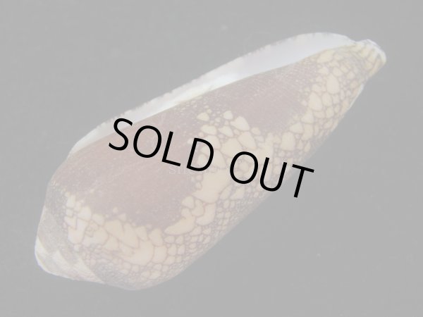 画像3: ナガアジロイモ(Conus magnificus) 老成　美品 (3)