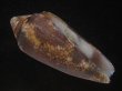 画像1: ナガアジロイモ(Conus magnificus) 老成 (1)