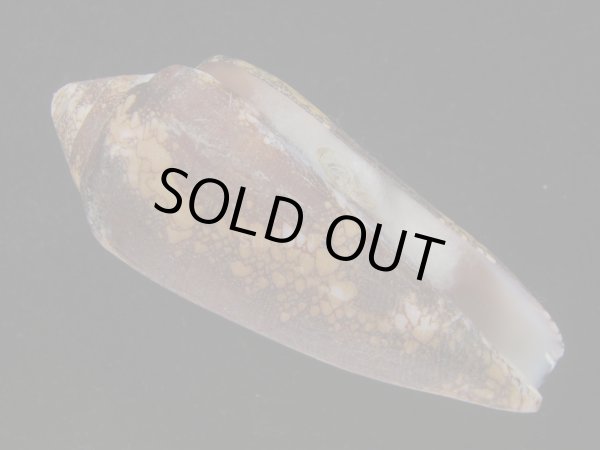 画像1: ナガアジロイモ(Conus magnificus) 老成 (1)