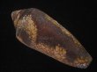 画像2: ナガアジロイモ(Conus magnificus) 老成 (2)