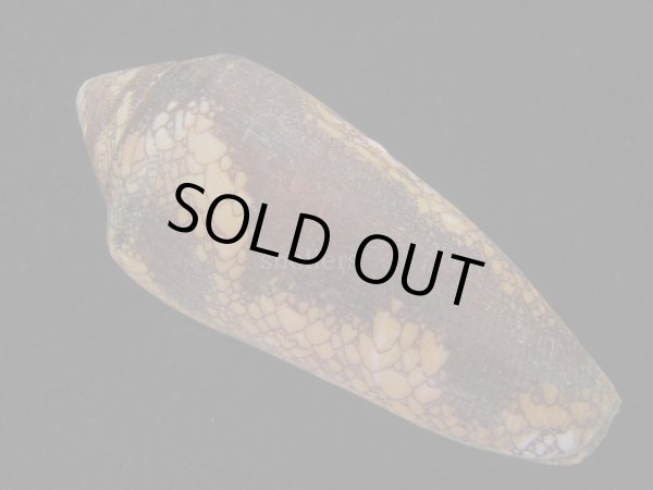 画像2: ナガアジロイモ(Conus magnificus) 老成 (2)