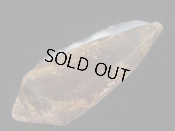 画像3: ナガアジロイモ(Conus magnificus) 老成 (3)