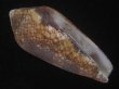 画像1: ナガアジロイモ(Conus magnificus) 老成　美品 (1)