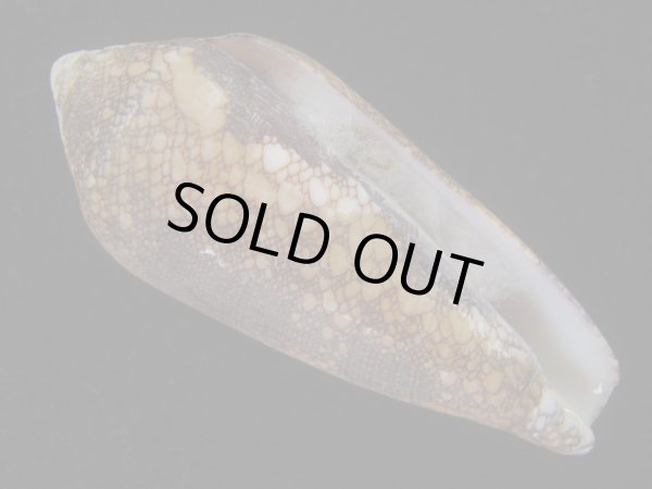 画像1: ナガアジロイモ(Conus magnificus) 老成　美品 (1)