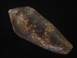 画像2: ナガアジロイモ(Conus magnificus) 老成　美品 (2)