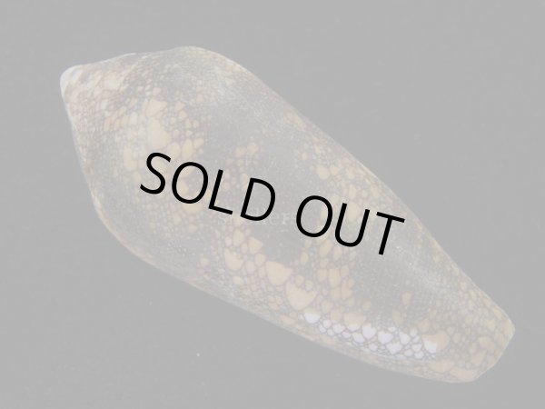 画像2: ナガアジロイモ(Conus magnificus) 老成　美品 (2)