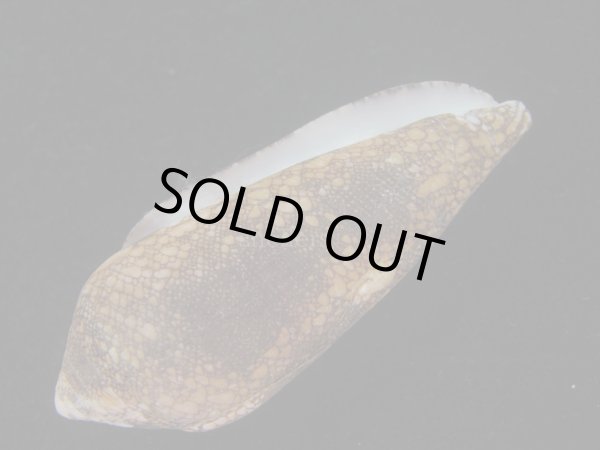 画像3: ナガアジロイモ(Conus magnificus) 老成　美品 (3)