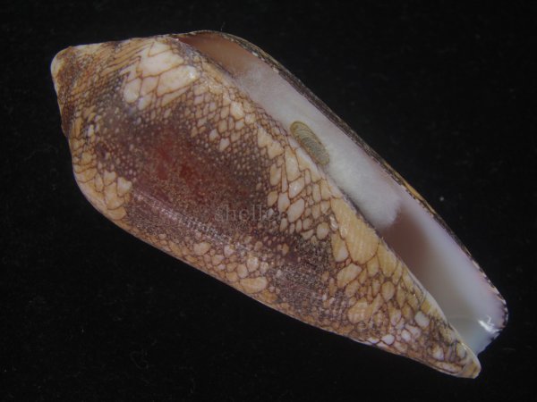 画像1: ナガアジロイモ(Conus magnificus) 老成 (1)