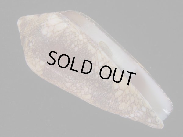 画像1: ナガアジロイモ(Conus magnificus) 老成 (1)