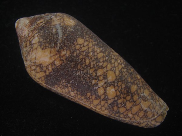 画像2: ナガアジロイモ(Conus magnificus) 老成 (2)