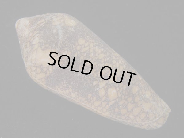 画像2: ナガアジロイモ(Conus magnificus) 老成 (2)