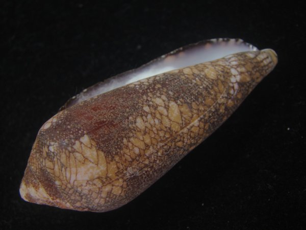 画像3: ナガアジロイモ(Conus magnificus) 老成 (3)
