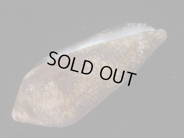 画像3: ナガアジロイモ(Conus magnificus) 老成 (3)