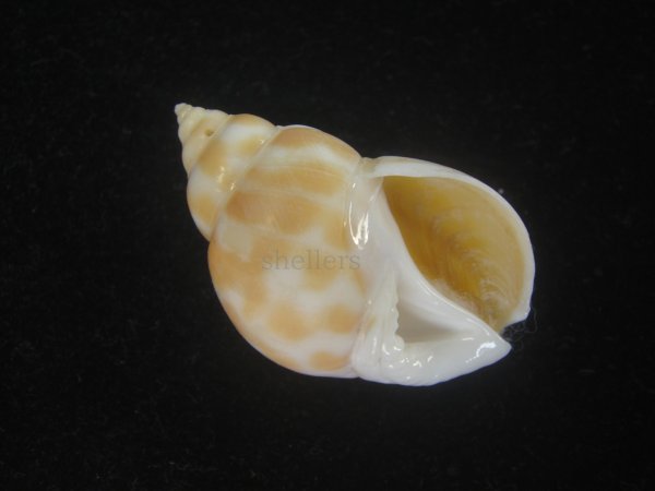 画像1: チュウシャンバイ(Babylonia feicheni)  (1)