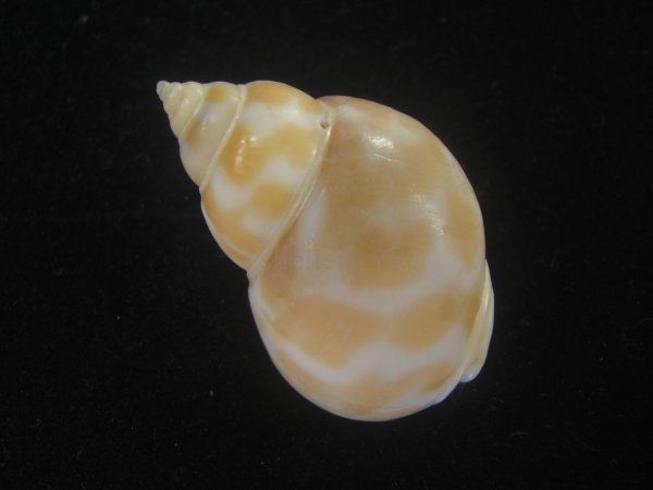 画像2: チュウシャンバイ(Babylonia feicheni)  (2)