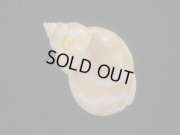 画像2: チュウシャンバイ(Babylonia feicheni)  (2)