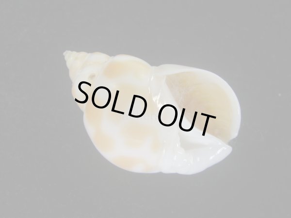 画像1: チュウシャンバイ(Babylonia feicheni) 美品 (1)