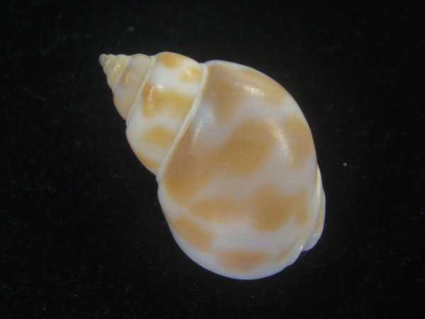 画像2: チュウシャンバイ(Babylonia feicheni) 美品 (2)