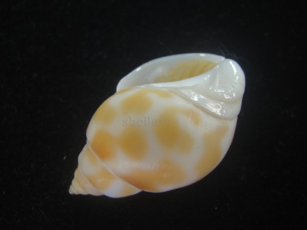 画像3: チュウシャンバイ(Babylonia feicheni) 美品 (3)