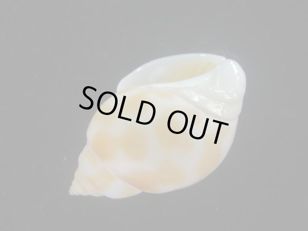 画像3: チュウシャンバイ(Babylonia feicheni) 美品 (3)