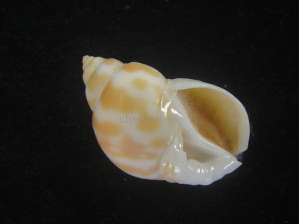 画像1: チュウシャンバイ(Babylonia feicheni) 美品 (1)