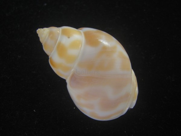 画像2: チュウシャンバイ(Babylonia feicheni) 美品 (2)