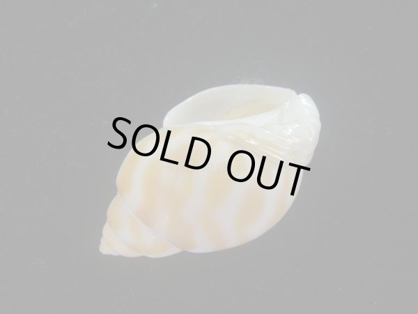 画像3: チュウシャンバイ(Babylonia feicheni) 美品 (3)