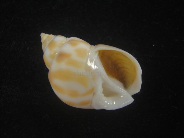 画像1: チュウシャンバイ(Babylonia feicheni) 美品 (1)