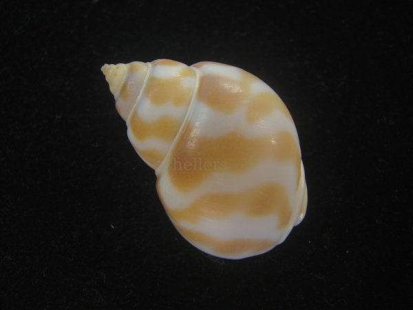 画像2: チュウシャンバイ(Babylonia feicheni) 美品 (2)