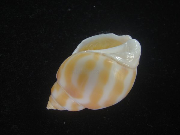 画像3: チュウシャンバイ(Babylonia feicheni) 美品 (3)