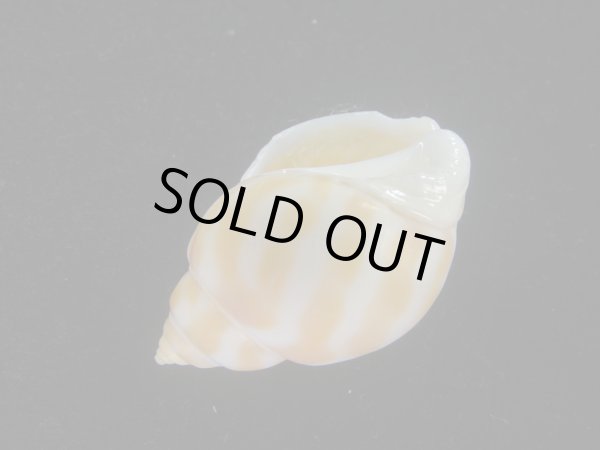 画像3: チュウシャンバイ(Babylonia feicheni) 美品 (3)