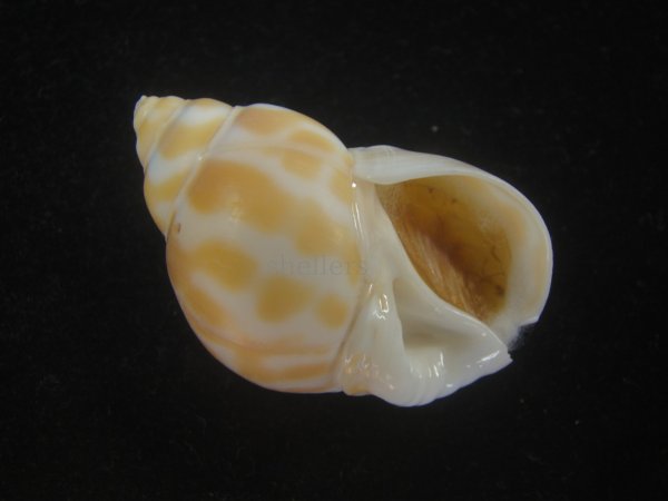 画像1: チュウシャンバイ(Babylonia feicheni) 大　美品 (1)