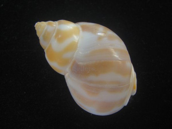 画像2: チュウシャンバイ(Babylonia feicheni) 大　美品 (2)