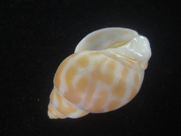 画像3: チュウシャンバイ(Babylonia feicheni) 大　美品 (3)