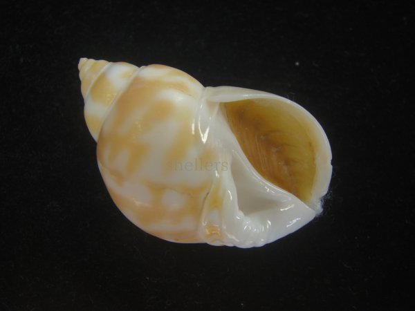 画像1: チュウシャンバイ(Babylonia feicheni) (1)