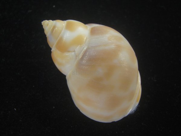 画像2: チュウシャンバイ(Babylonia feicheni) (2)