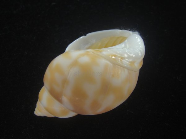 画像3: チュウシャンバイ(Babylonia feicheni) (3)