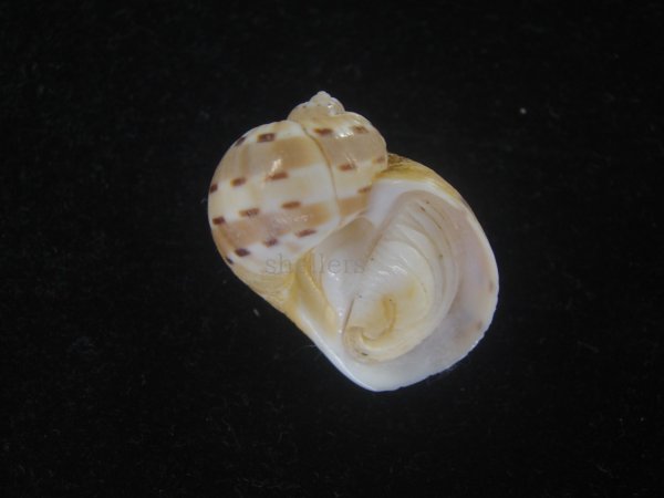 画像1: フロガイ(Quantonatica alapapilionis) 美品 (1)