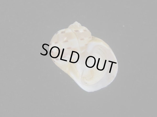 画像1: フロガイ(Quantonatica alapapilionis) 美品 (1)