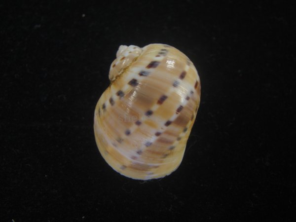 画像2: フロガイ(Quantonatica alapapilionis) 美品 (2)