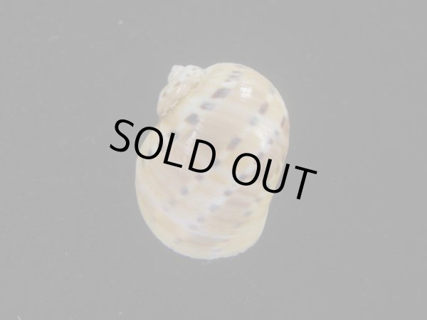 画像2: フロガイ(Quantonatica alapapilionis) 美品 (2)