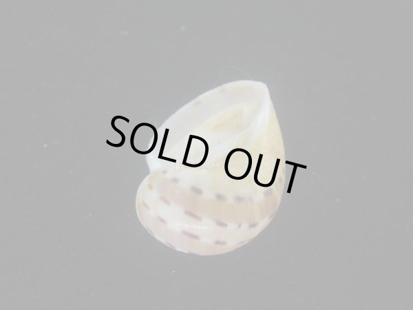 画像3: フロガイ(Quantonatica alapapilionis) 美品 (3)