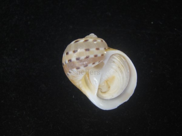 画像1: フロガイ(Quantonatica alapapilionis) (1)